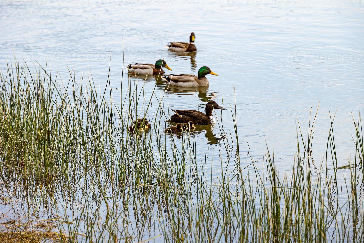 ducks with ducklings swimming on the Ebro River in Spain on a spring day photo