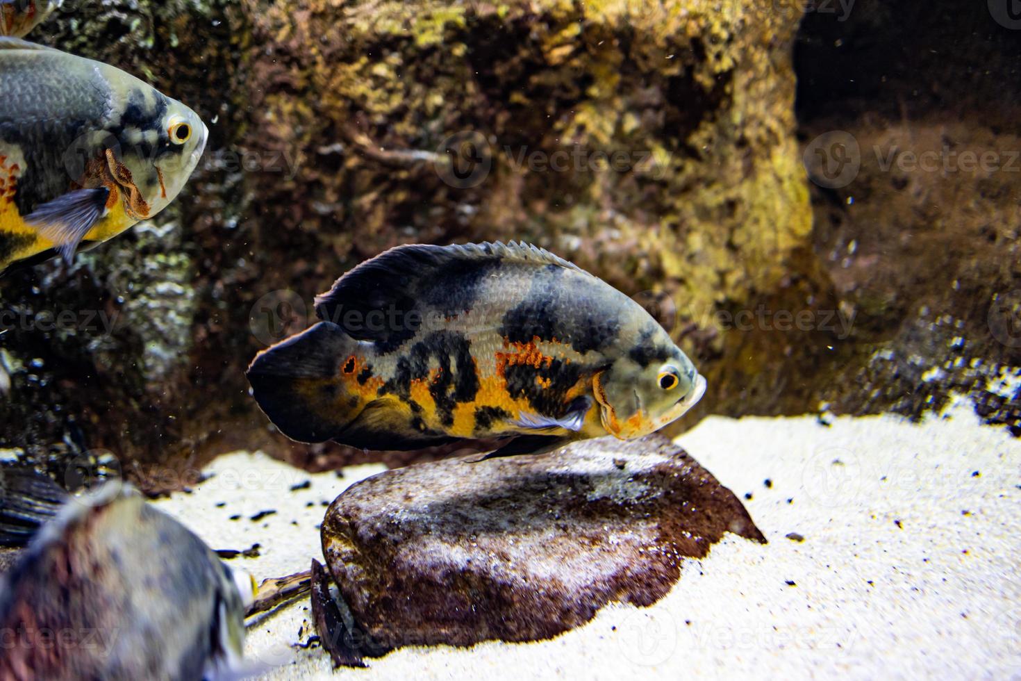 pequeño pescado animal nadando en el acuario de el zoo de zaragoza en España en un oscuro antecedentes foto