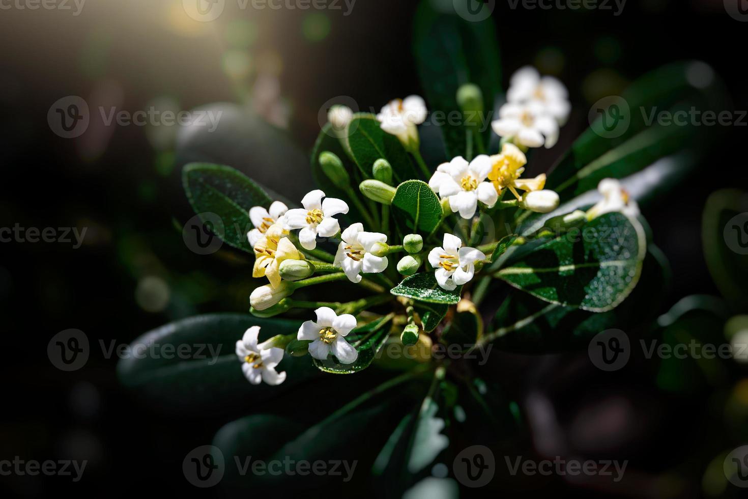 white flower of a bush close-up against a background of green leaves in sunshine spring day in the park photo