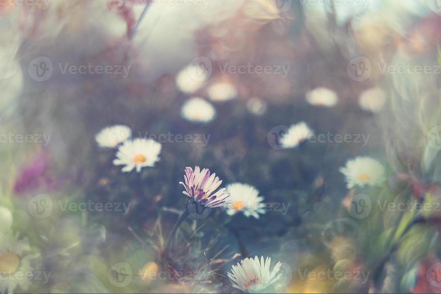 little white daisies on the lawn in closeup with bokeh in the sun photo