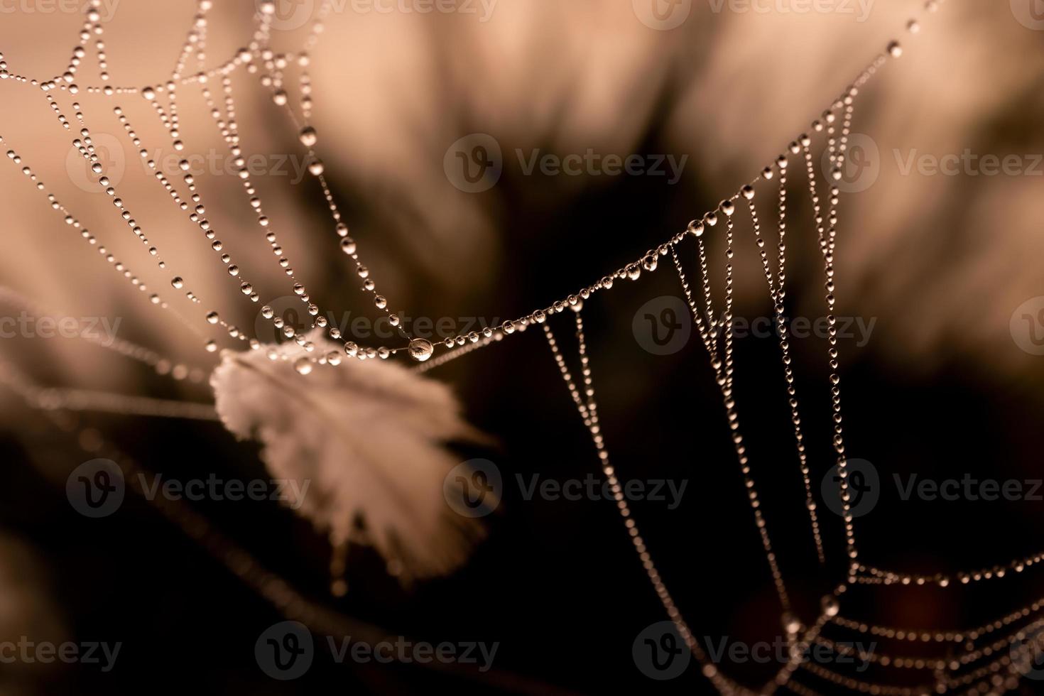 little delicate water drops on a spider web in close-up on a foggy day photo
