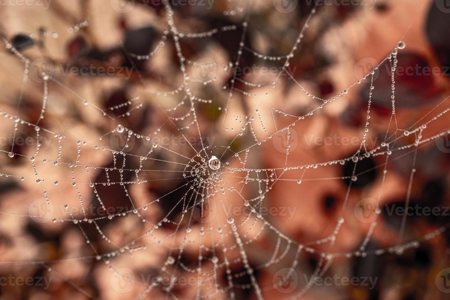 little delicate water drops on a spider web in close-up on a foggy day photo