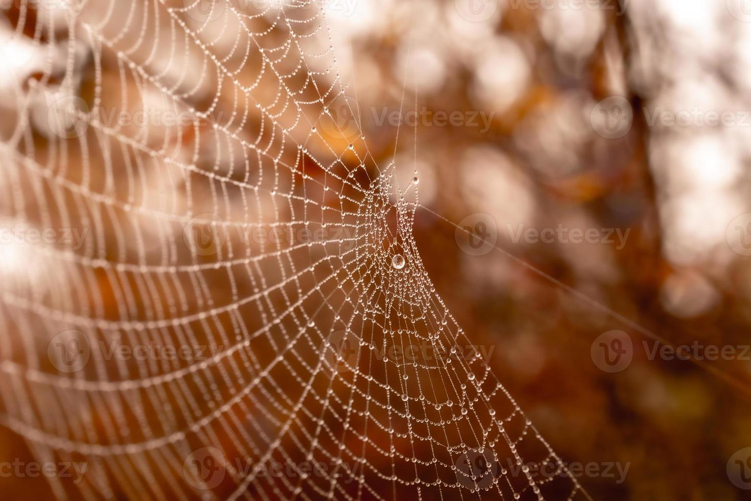 little delicate water drops on a spider web in close-up on a foggy day photo