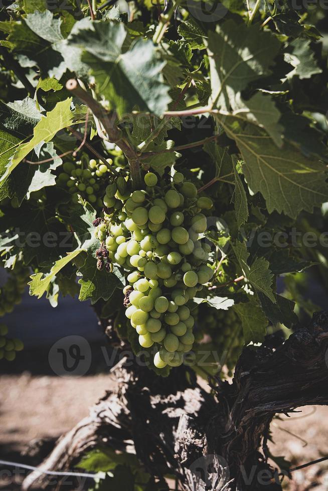 ripe big green grapes on the vine on a warm day photo