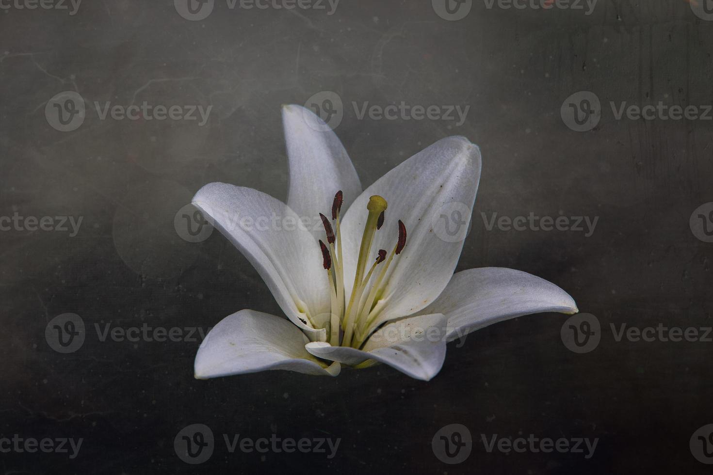 white delicate lily flower on dark background photo