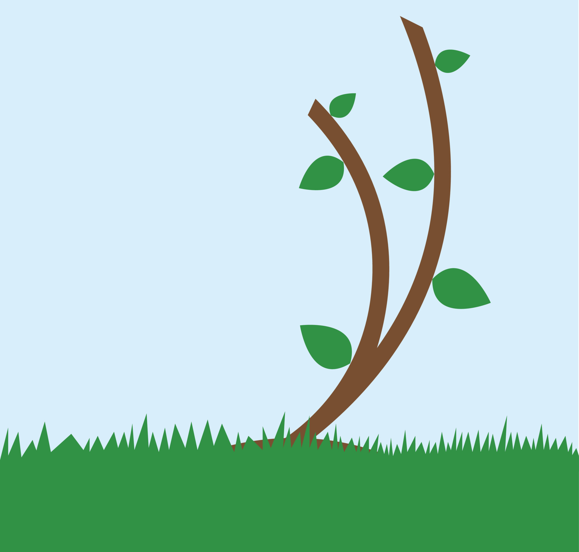 A small tree with small leaves, tree at spring time, blue sky, short