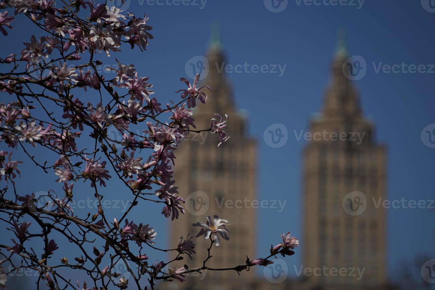 cherry blossom in central park lake photo