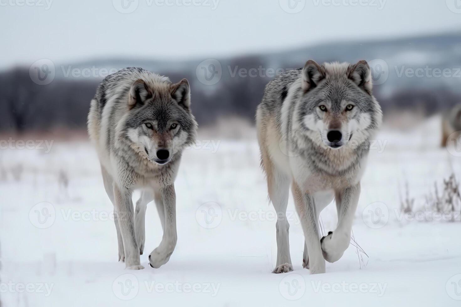 group of wolves in winter snow photo