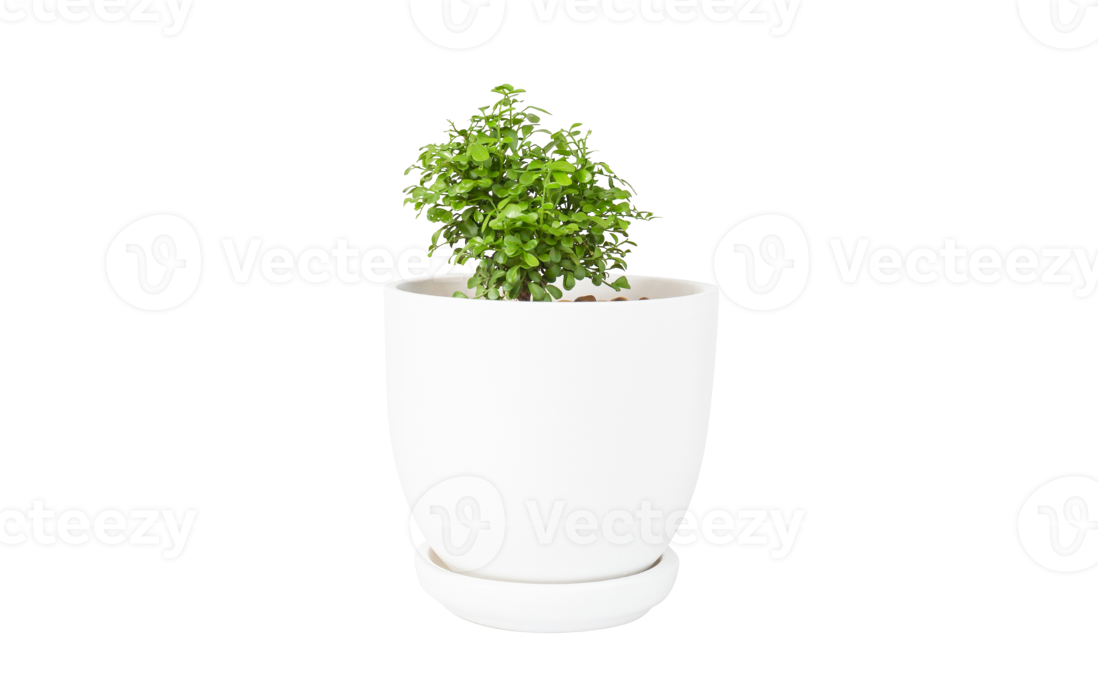 Miniature plants. Small tree in white pot 22660275 PNG