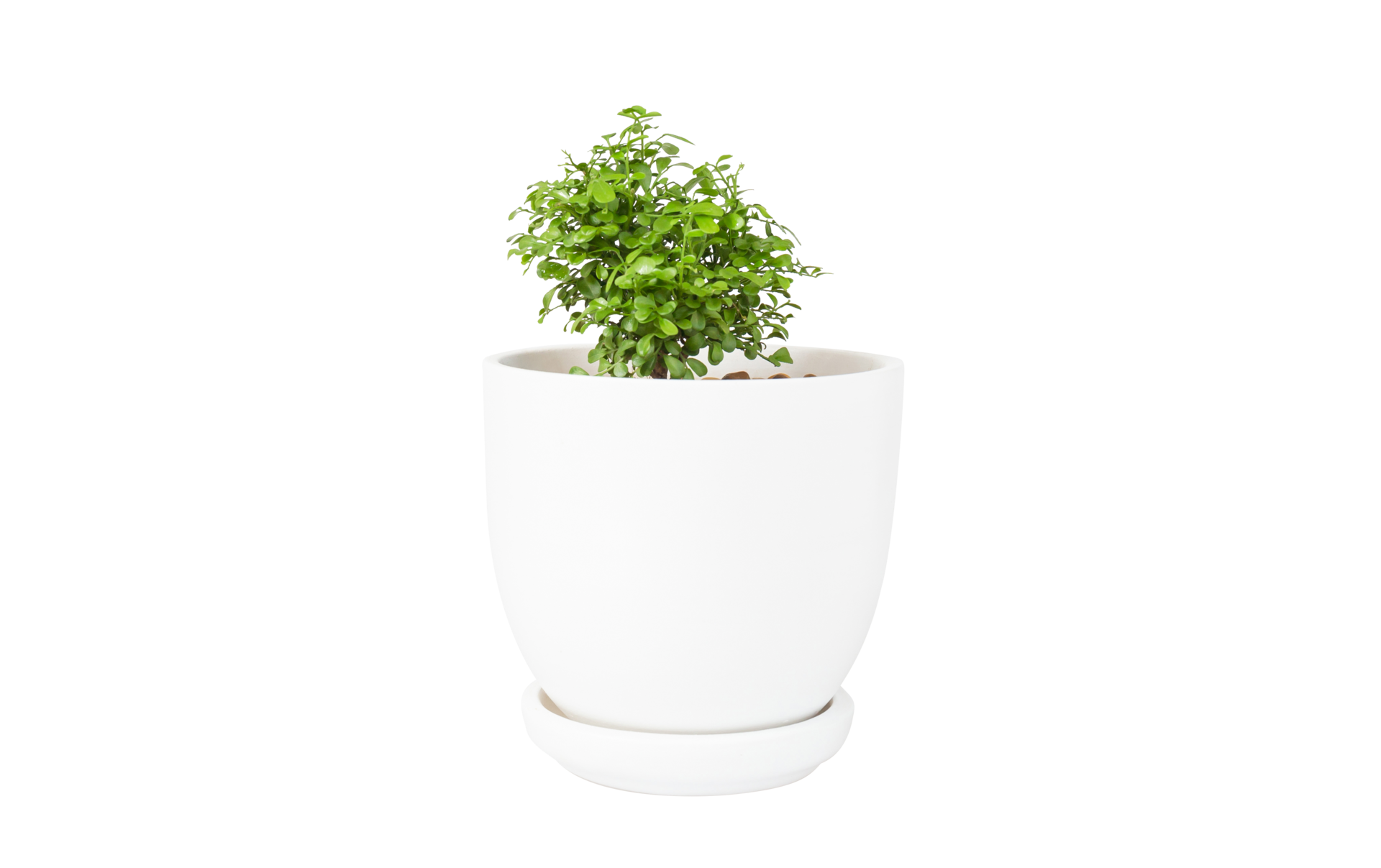 Miniature plants. Small tree in white pot 22660275 PNG