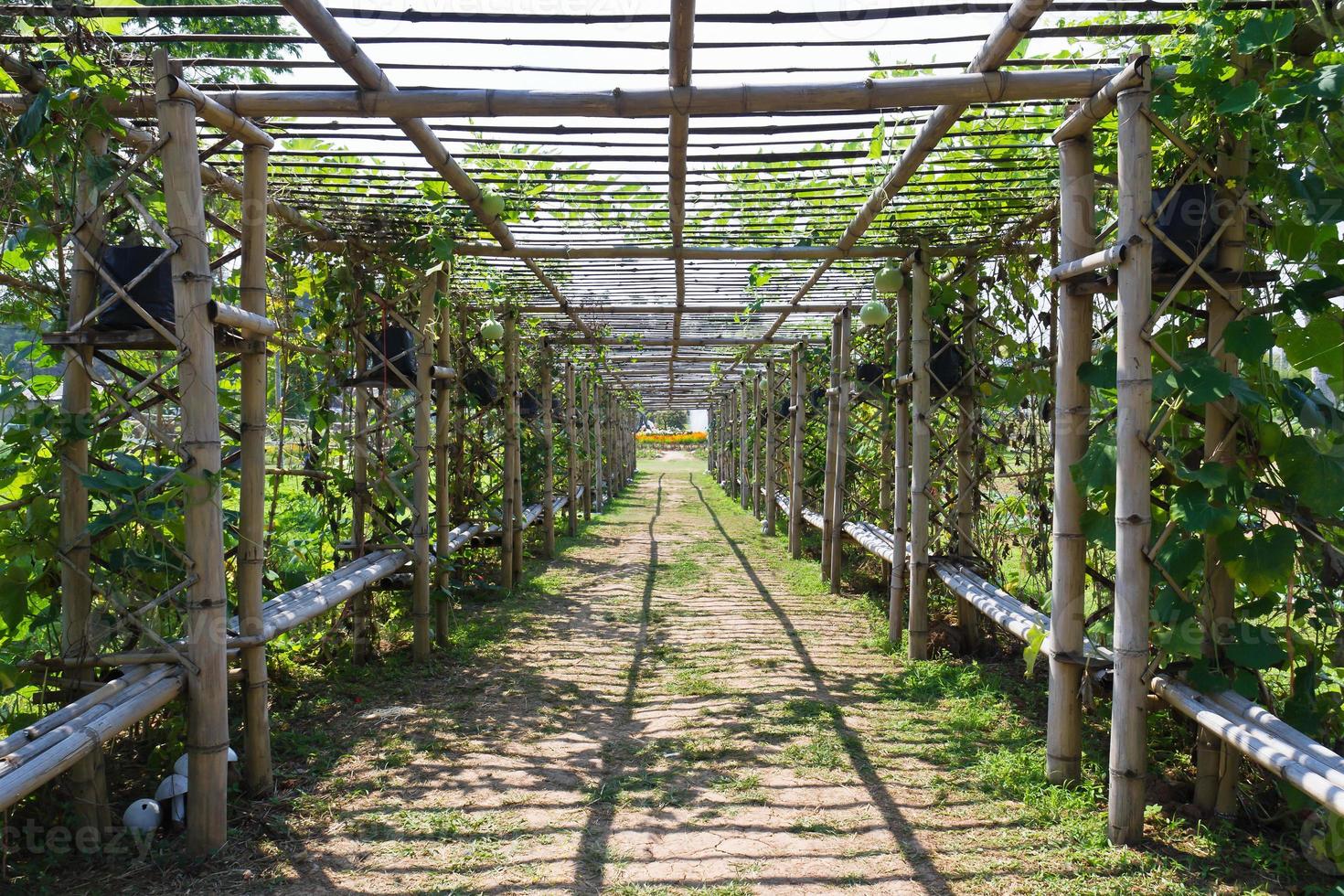 Bamboo tunnel and walkway photo
