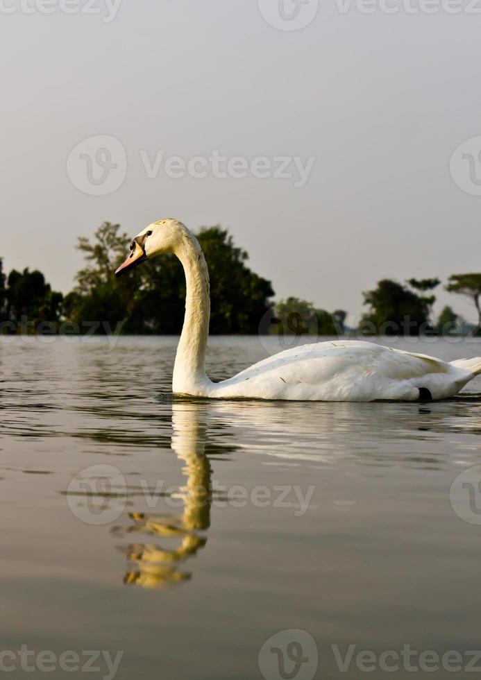 blanco cisne en lago foto