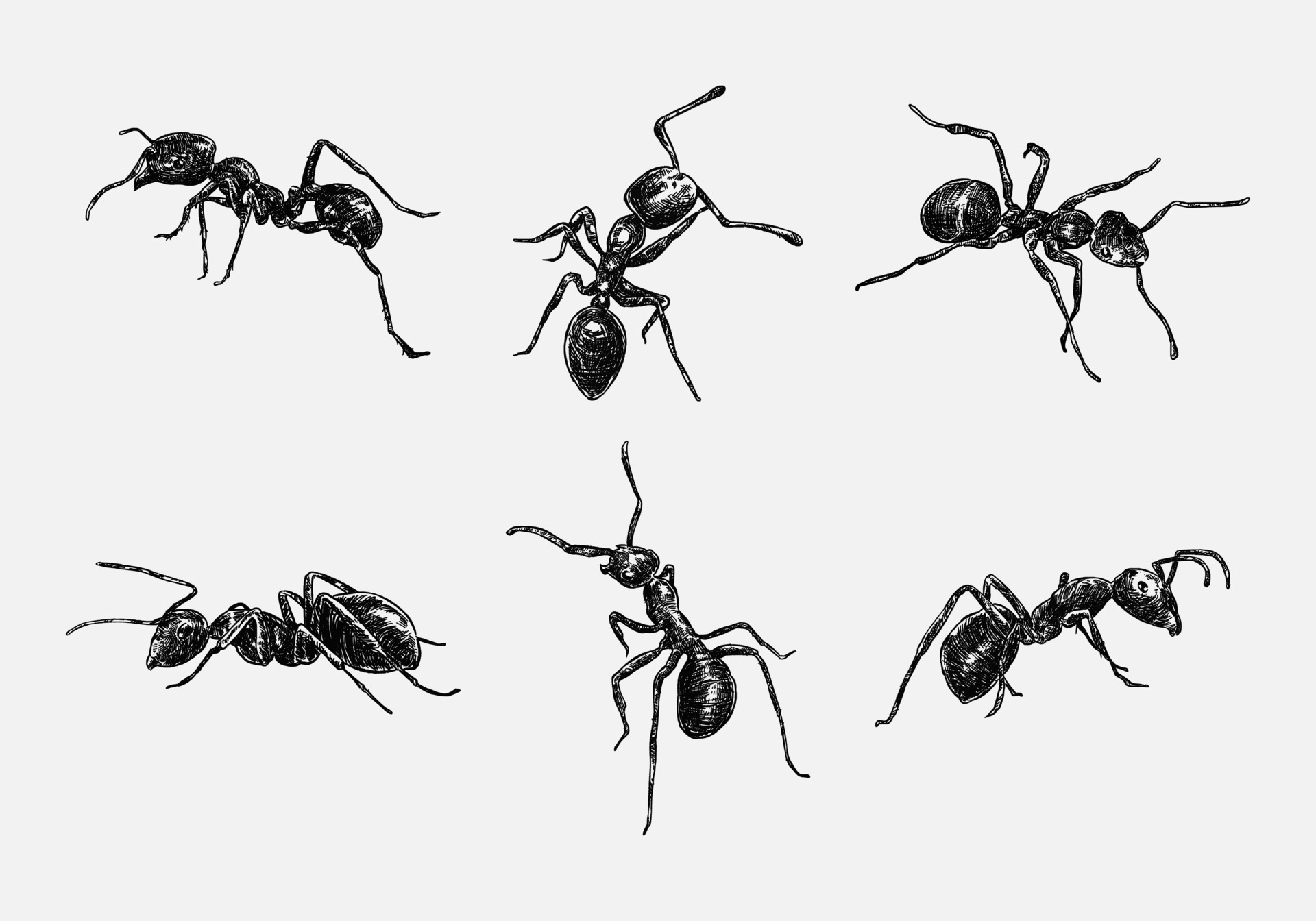 Set of hand drawn illustration of an ant. sketch, realistic drawing