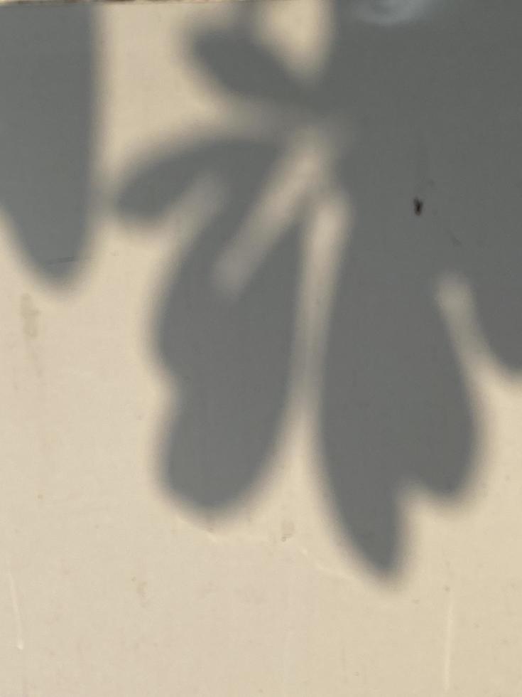 Leaves shadow background on concrete wall texture, leaves tree branches shade with sunlight photo