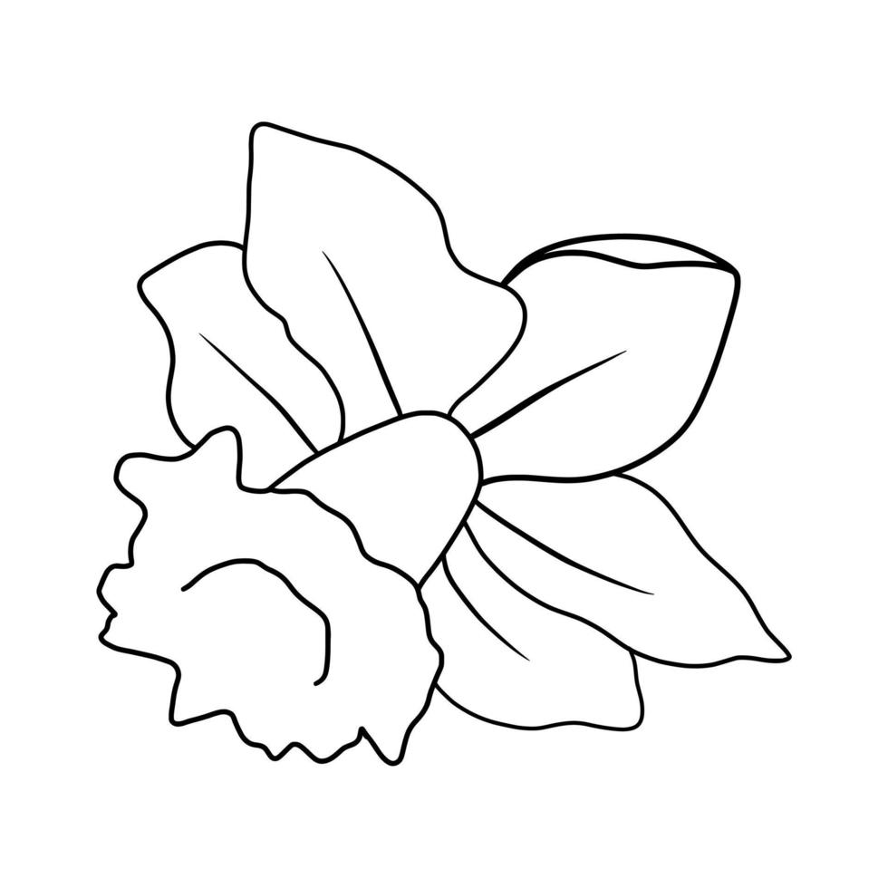 outline flower of daffodil on white background vector