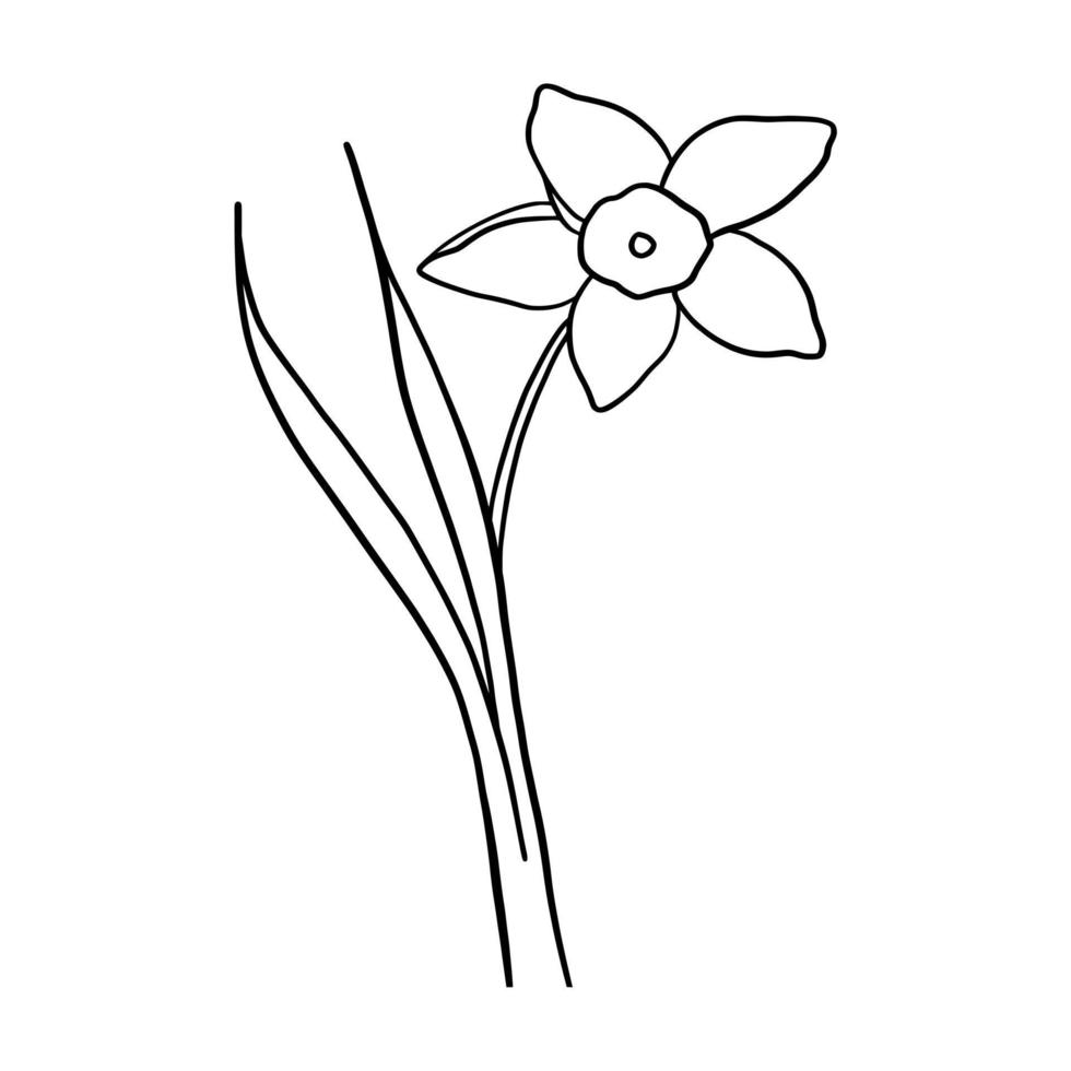 outline flower of daffodil on white background vector