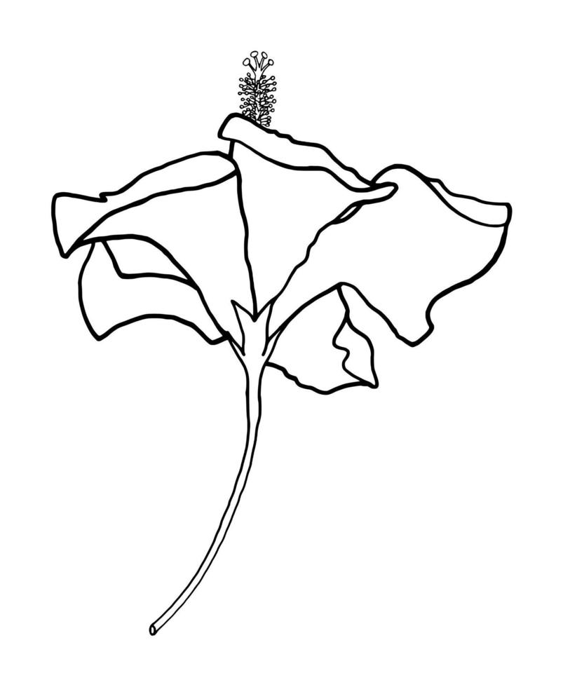 outline flower of hibicus on white background vector