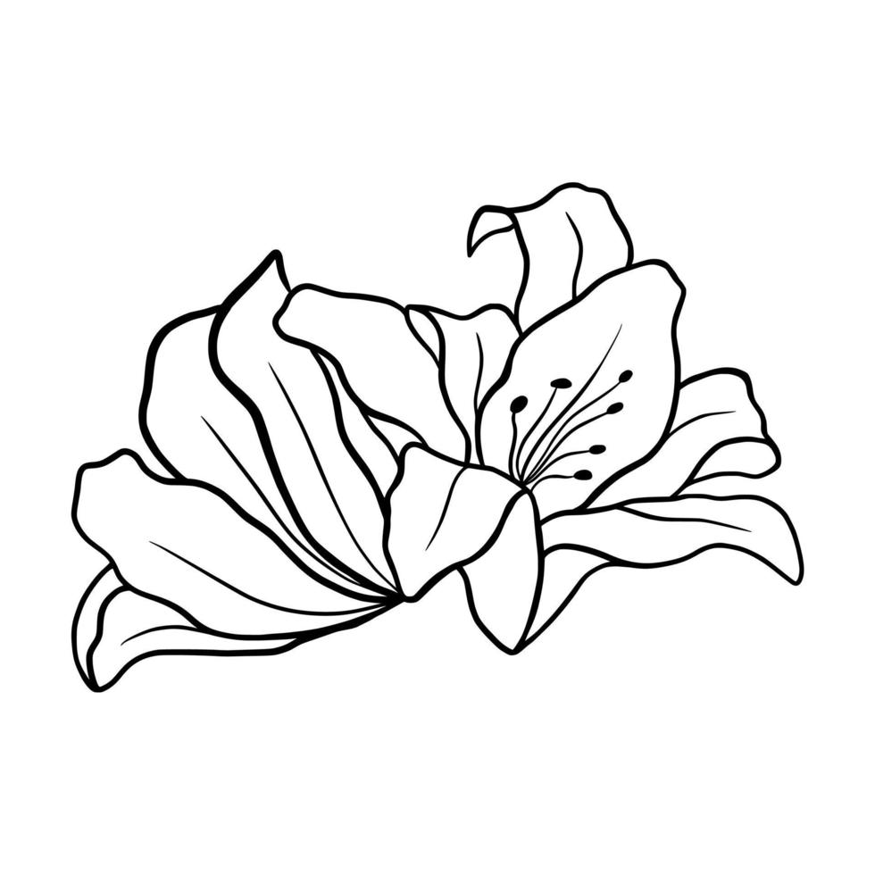 Outline flower of lily on white background. vector illustartion