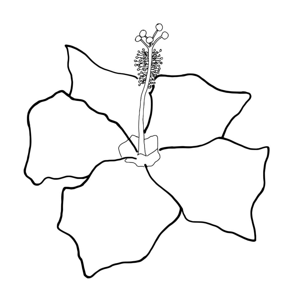 outline flower of hibicus on white background vector