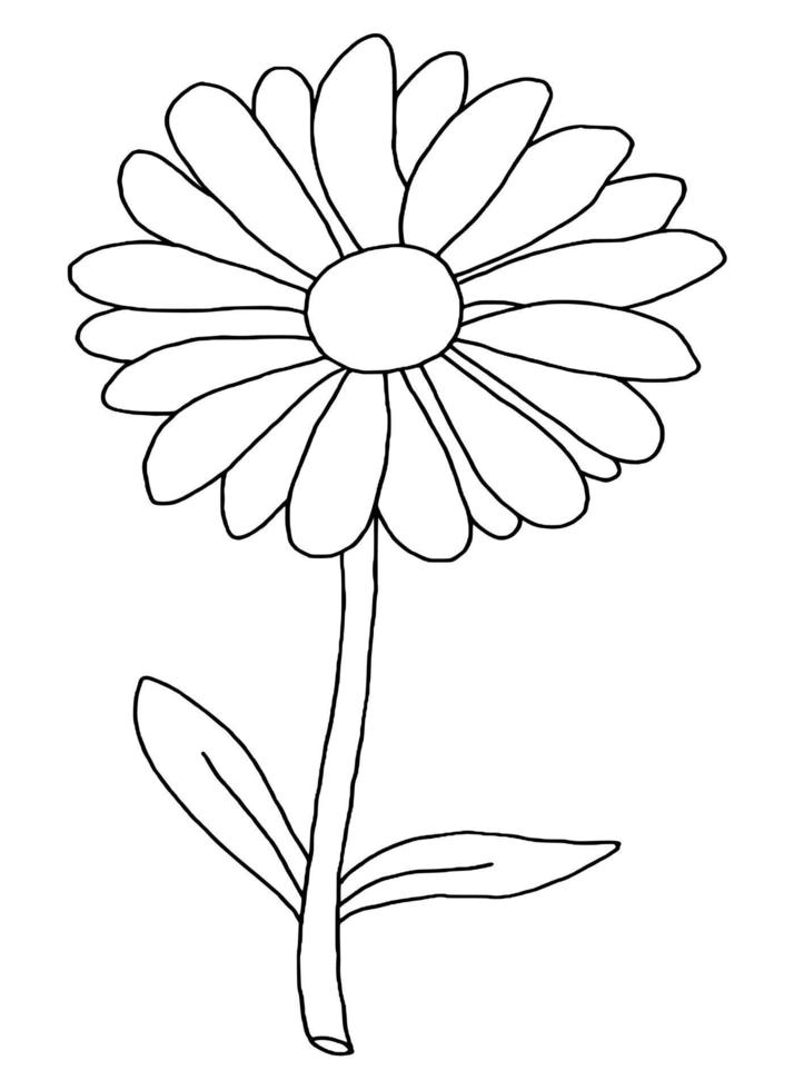 outline flower of daisy on white background vector