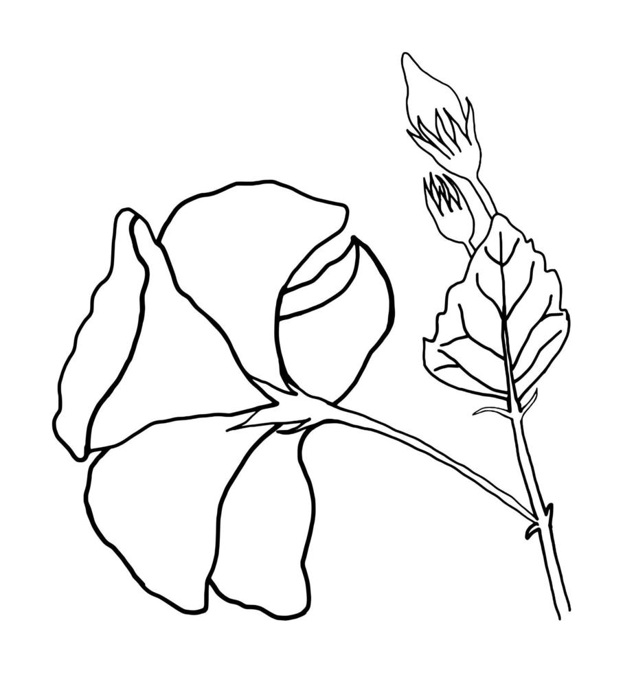 outline flower of hibicus on white background vector