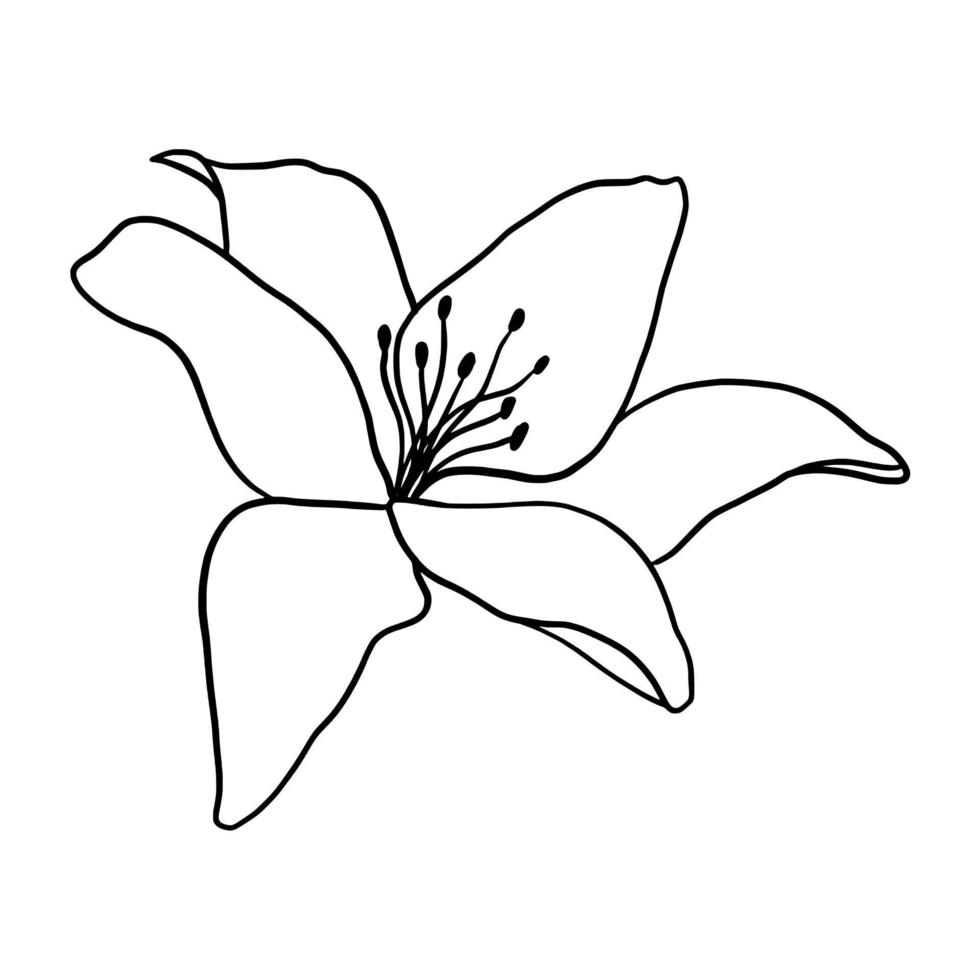 Outline flower of lily on white background. vector illustartion