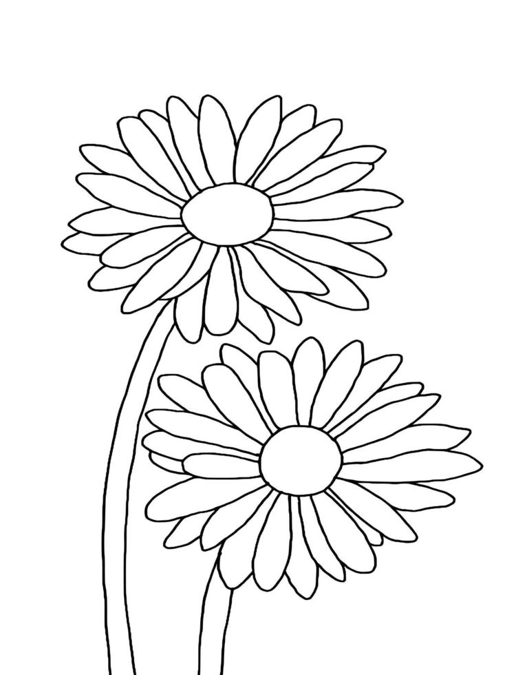 outline flower of daisy on white background vector