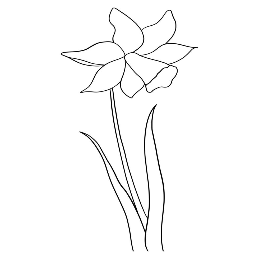 outline flower of daffodil on white background vector