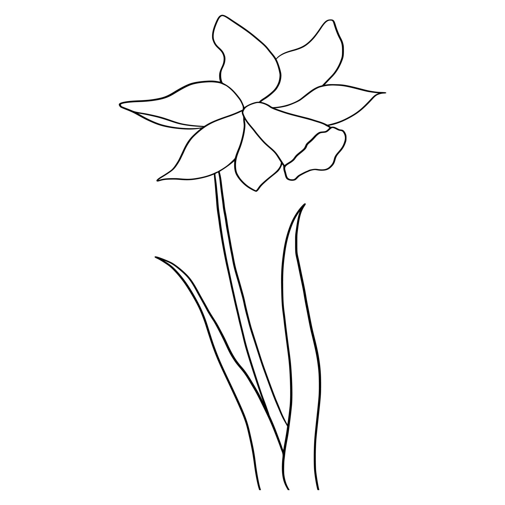 outline flower of daffodil on white background 22662219 Vector Art at ...