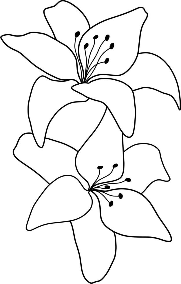 Outline flower of lily on white background. vector illustartion