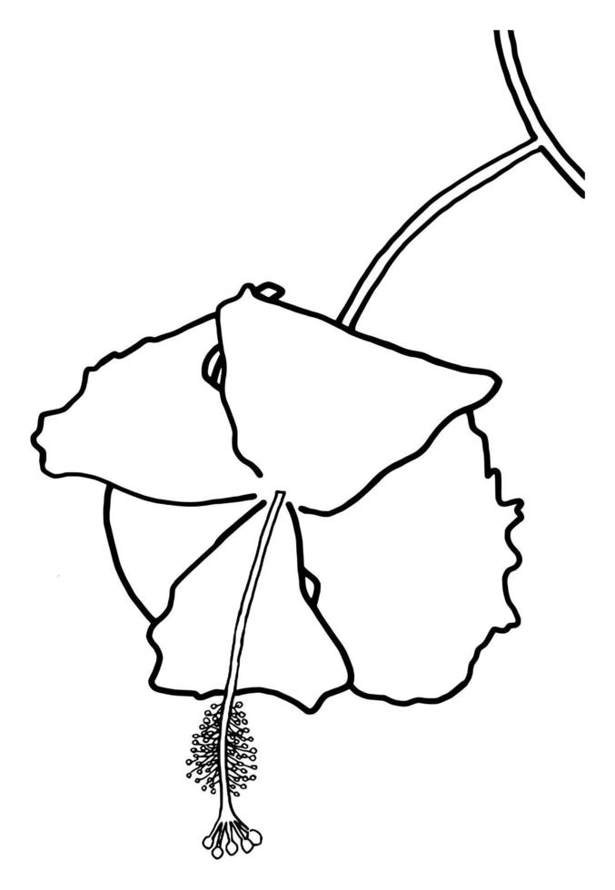 outline flower of hibicus on white background vector