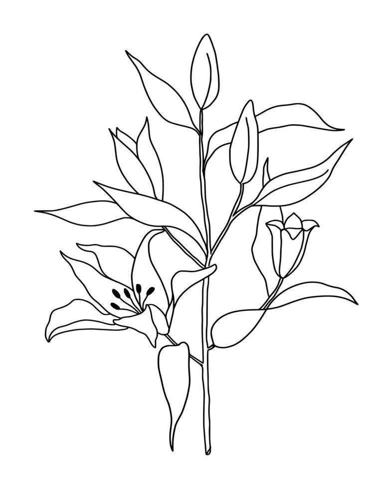 Outline flower of lily on white background. vector illustartion