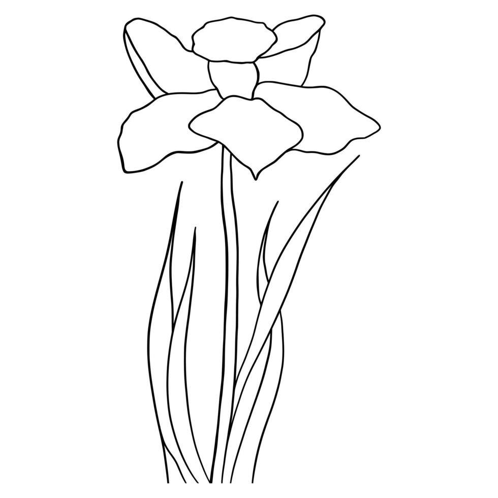 outline flower of daffodil on white background vector