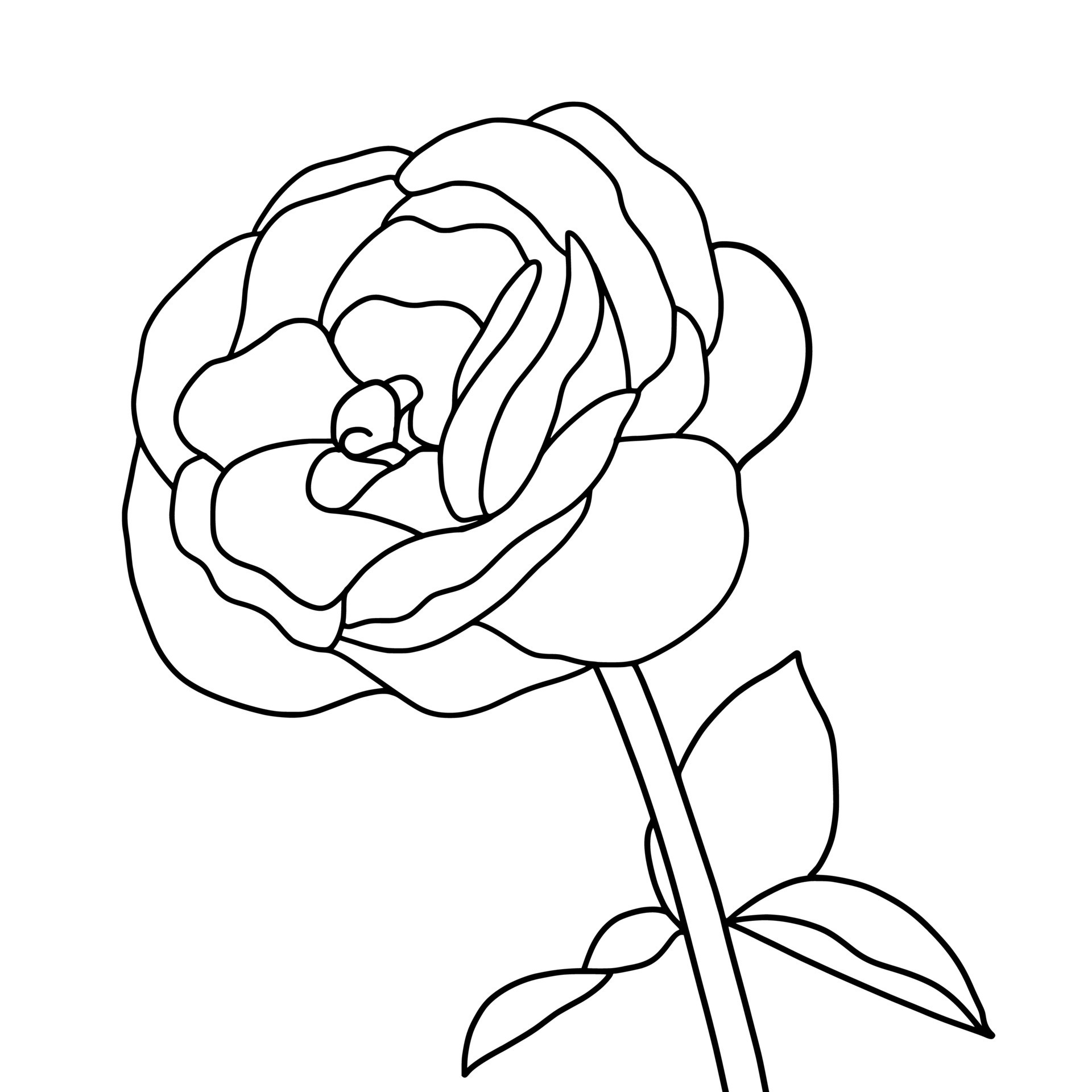 outline rose isolated on white background. vector illustartion 22662230 ...