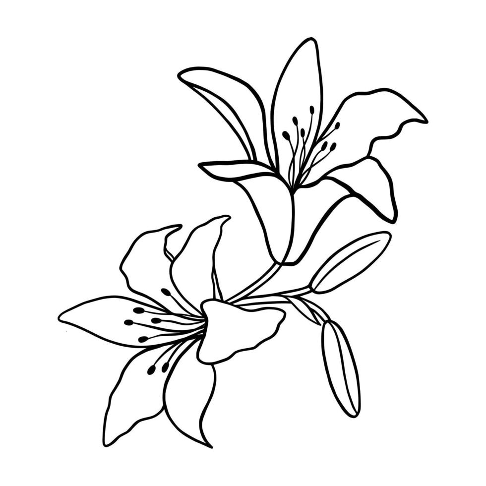 Outline flower of lily on white background. vector illustartion