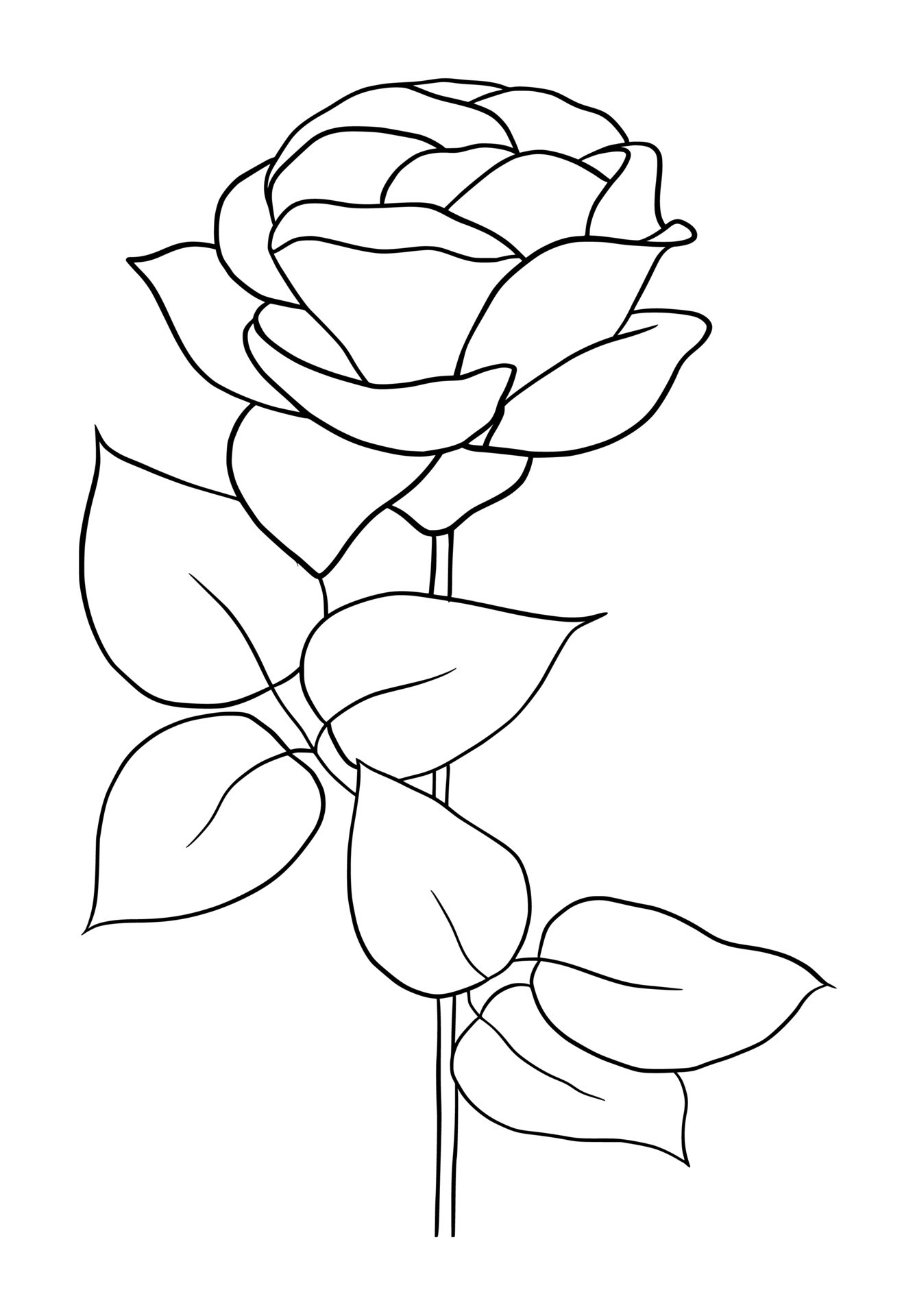 outline rose isolated on white background. vector illustartion 22662240 ...