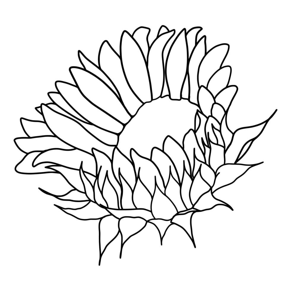 Outline sunflower isolated on white background. Vector illustartion.