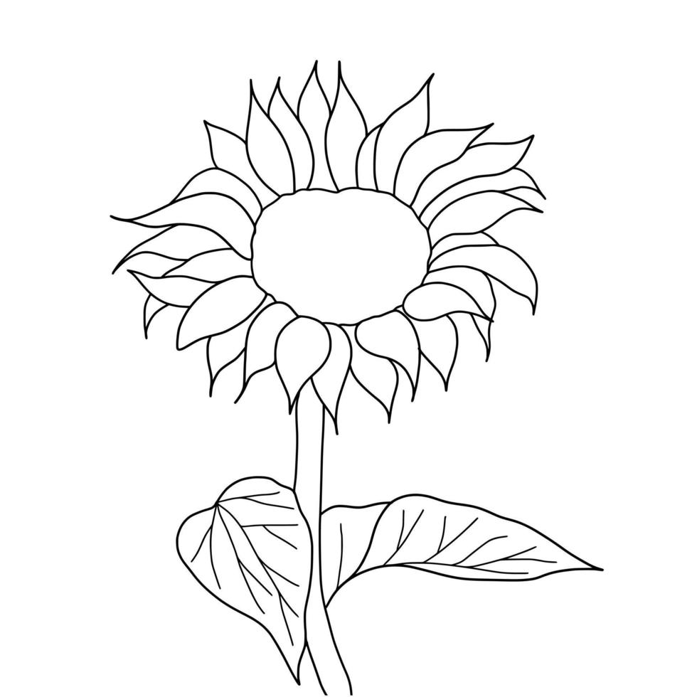 Outline sunflower isolated on white background. Vector illustartion.