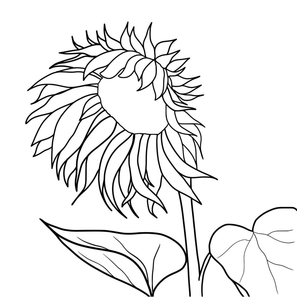 Outline sunflower isolated on white background. Vector illustartion.