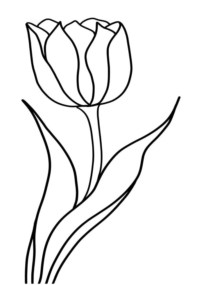Outline tulip flower isolated on white background vector