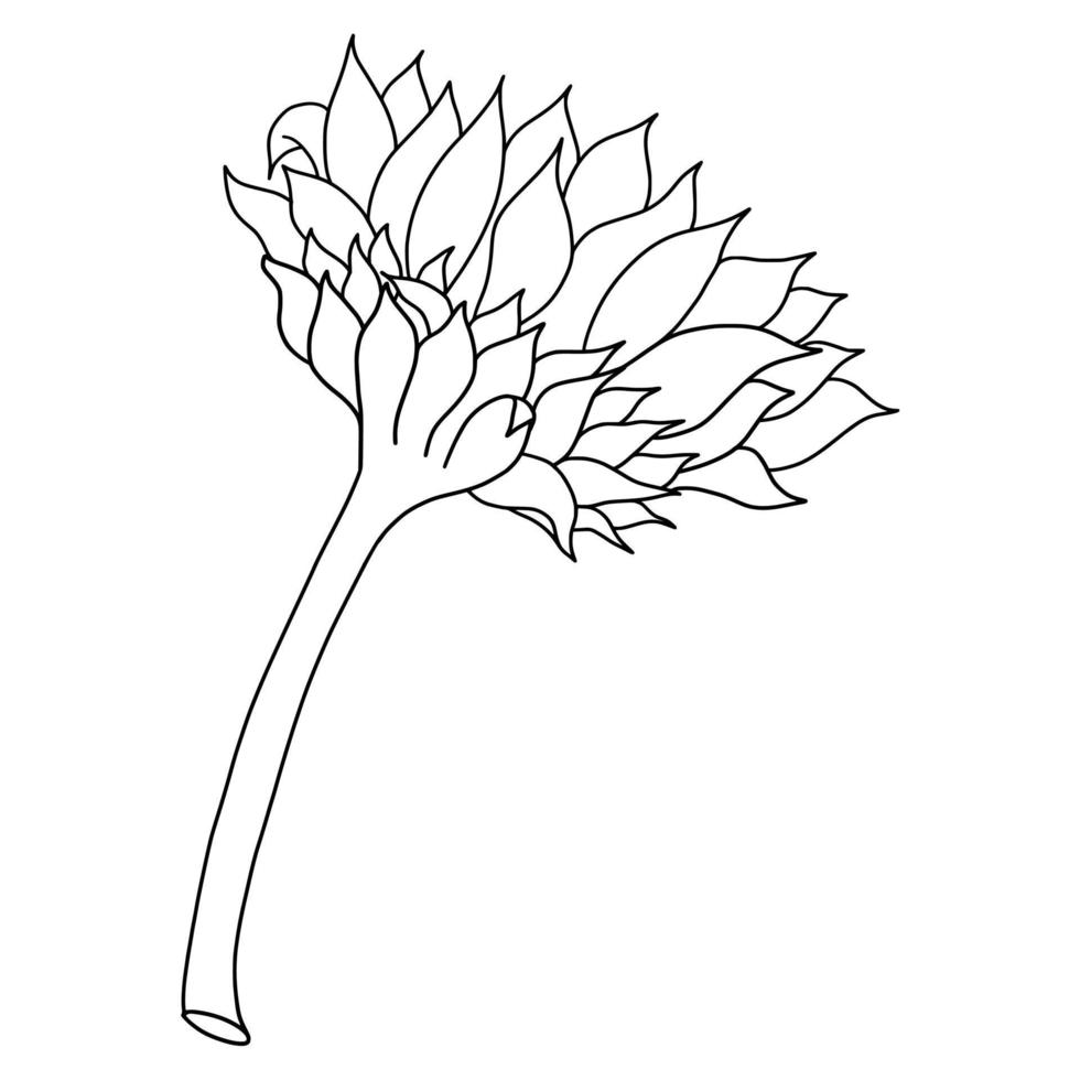 Outline sunflower isolated on white background. Vector illustartion.