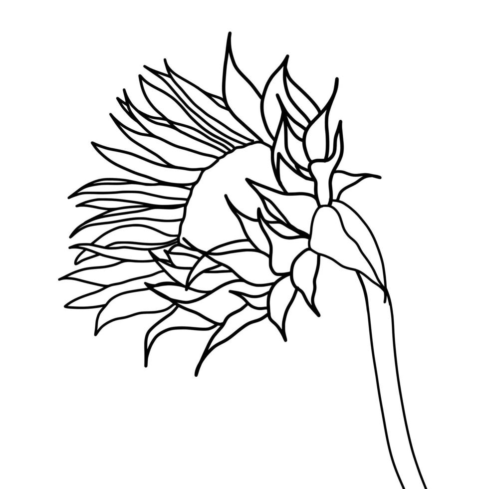 Outline sunflower isolated on white background. Vector illustartion.