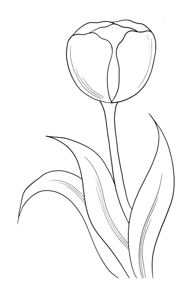 Outline tulip flower isolated on white background vector