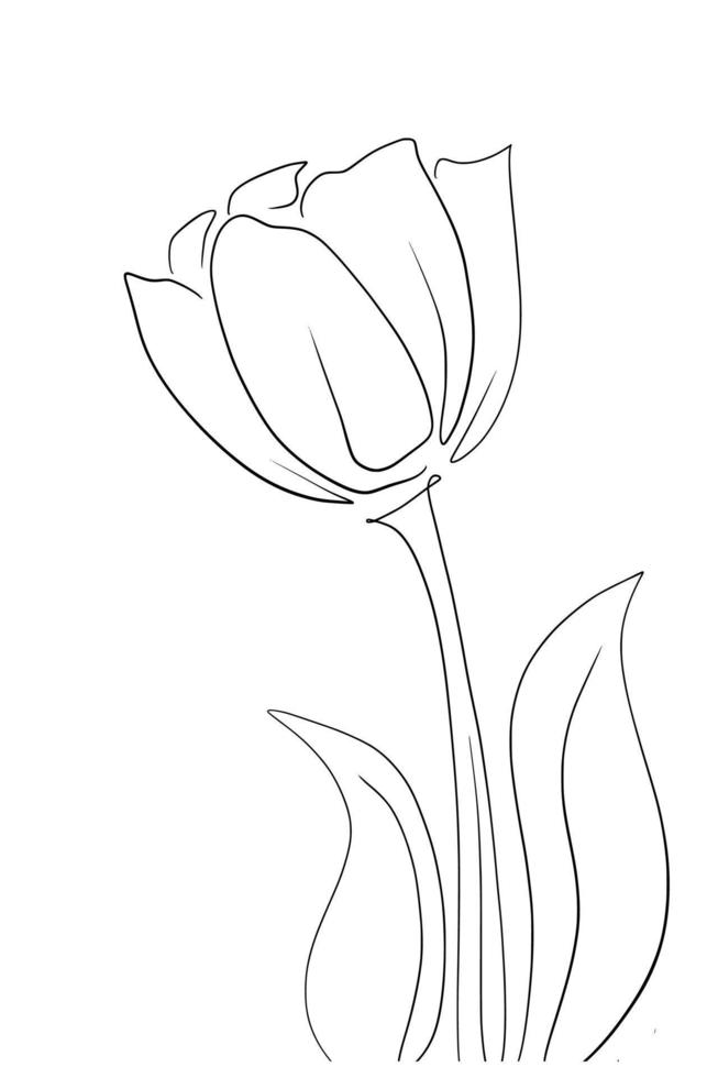 Tulips line art drawing vector
