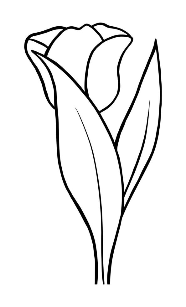 Outline tulip flower isolated on white background vector