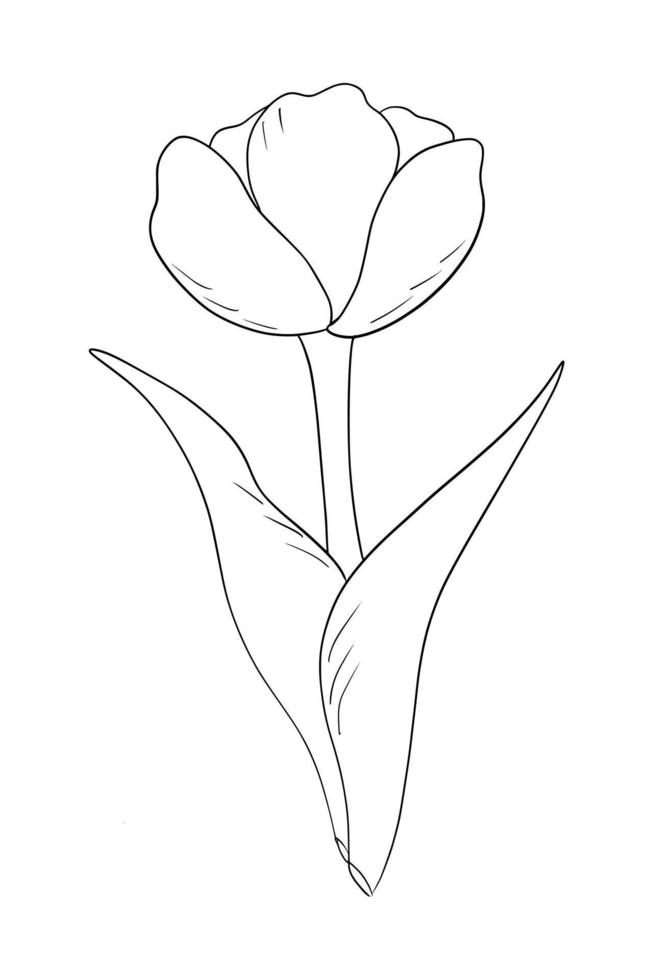 Outline tulip flower isolated on white background vector