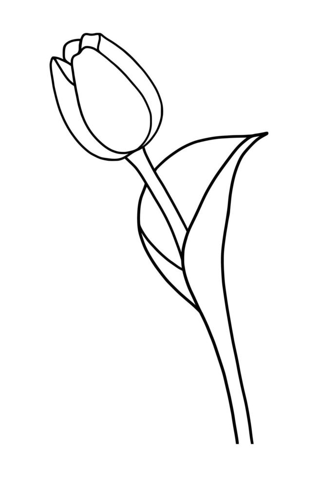 Outline tulip flower isolated on white background vector