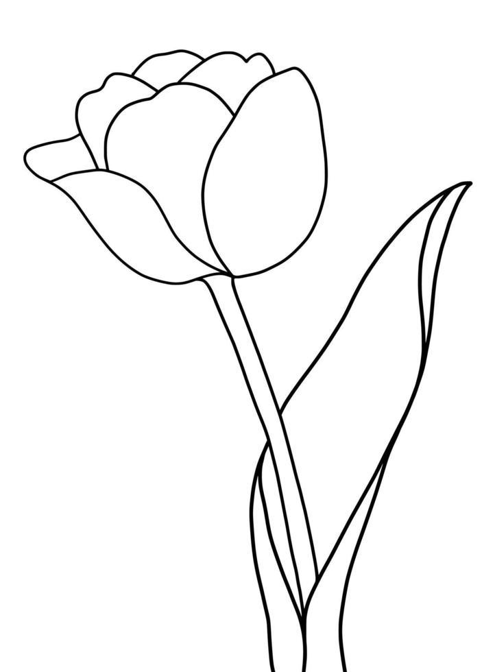 Outline tulip flower isolated on white background vector