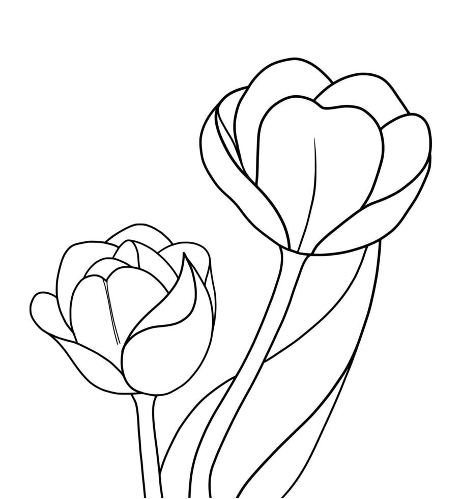 Outline tulip flower isolated on white background vector