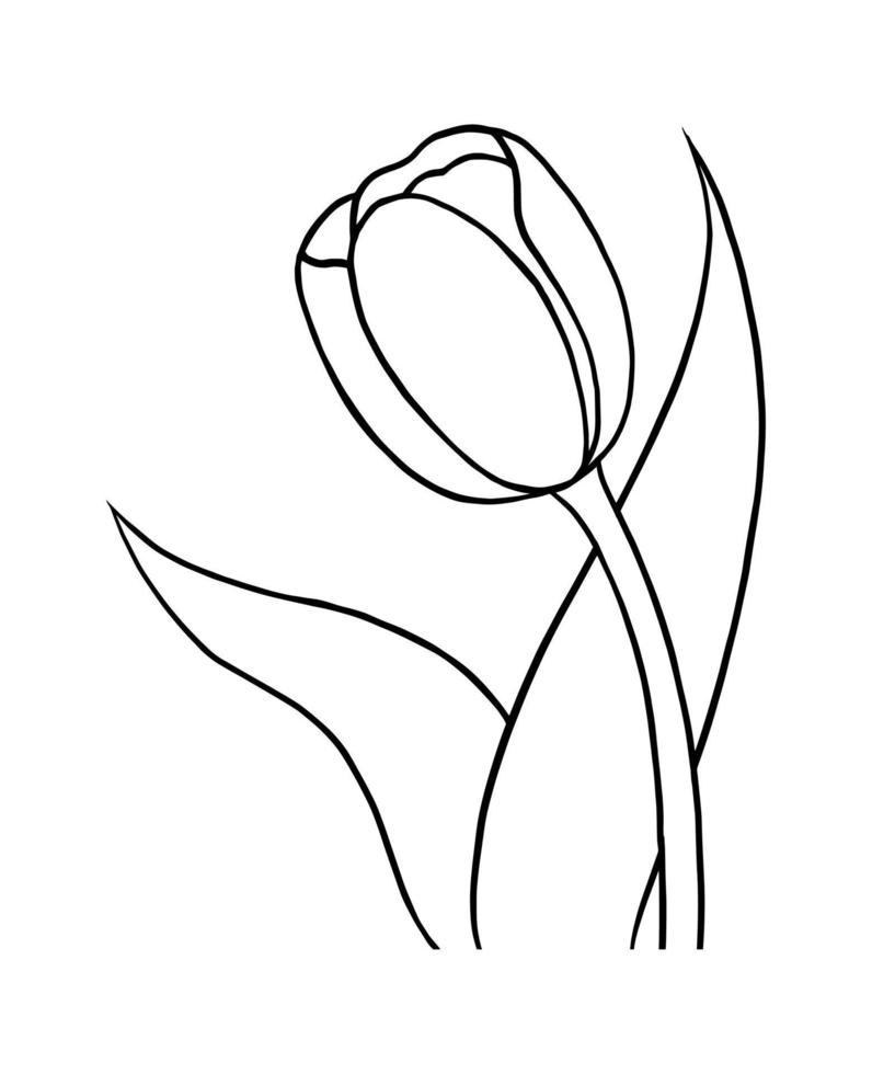 Outline tulip flower isolated on white background vector